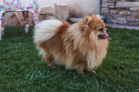 How Much do Pomeranians Shed? When you buy a Pomeranian, the breeder may advise you to have your pet examined to determine the exact amount of shedding that goes on. This is an important part of owning a Pomeranian, as this amount of shedding can be indicative of other health problems that the dog may have. 